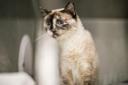 Shelter Stray Female Cat last seen CHARLOTTE, 8315 Byrum Dr, Charlotte, NC 28217, USA