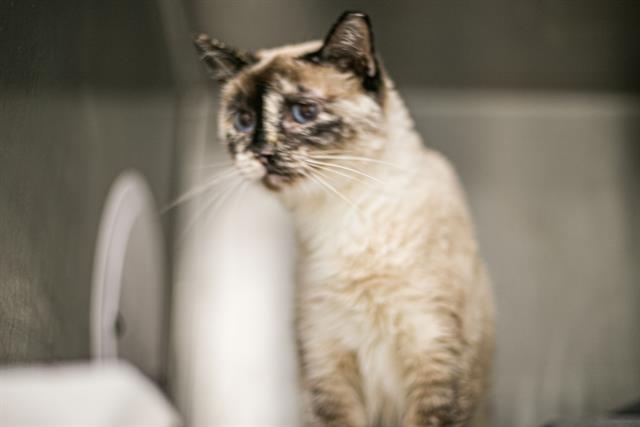 Shelter Stray Female Cat last seen CHARLOTTE, 8315 Byrum Dr, Charlotte, NC 28217, USA