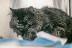 Shelter Stray Male Cat last seen CHARLOTTE, 8315 Byrum Dr, Charlotte, NC 28217, USA