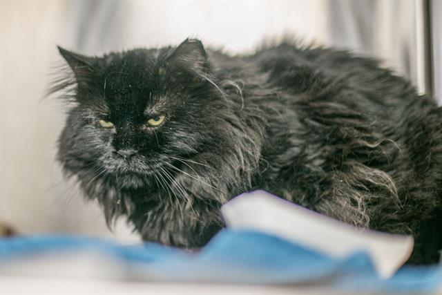 Shelter Stray Male Cat last seen CHARLOTTE, 8315 Byrum Dr, Charlotte, NC 28217, USA