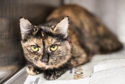 Shelter Stray Female Cat last seen CHARLOTTE, 8315 Byrum Dr, Charlotte, NC 28217, USA