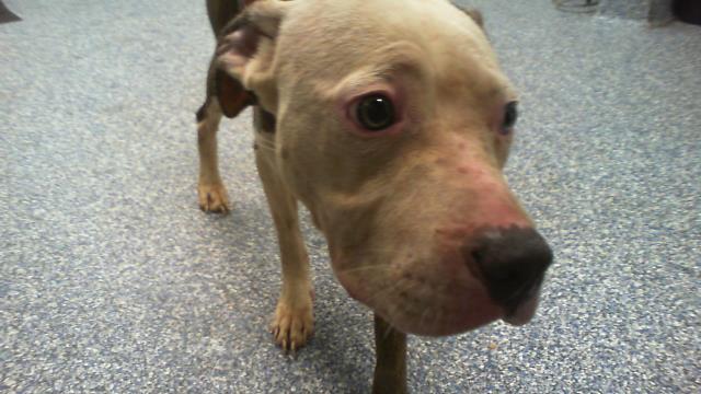Shelter Stray Female Dog last seen CHARLOTTE, 8315 Byrum Dr, Charlotte, NC 28217, USA