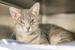 Shelter Stray Female Cat last seen CHARLOTTE, 8315 Byrum Dr, Charlotte, NC 28217, USA