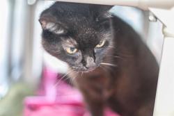 Shelter Stray Female Cat last seen CHARLOTTE, 8315 Byrum Dr, Charlotte, NC 28217, USA
