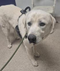 Shelter Stray Male Dog last seen Near BLOCK SAN DIEGO ST, LAMONT CA 93241, 3951 Fruitvale Ave, Bakersfield, CA 93308, USA