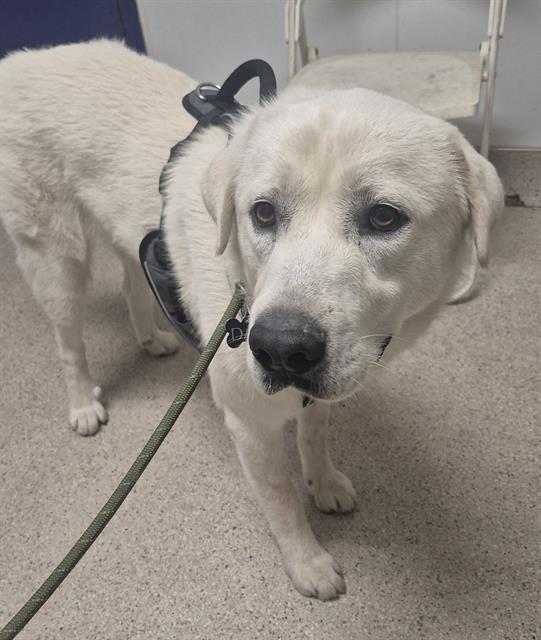 Shelter Stray Male Dog last seen Near BLOCK SAN DIEGO ST, LAMONT CA 93241, 3951 Fruitvale Ave, Bakersfield, CA 93308, USA