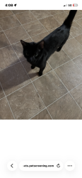 Lost Male Cat last seen Near atrium way, Columbia, SC 29223