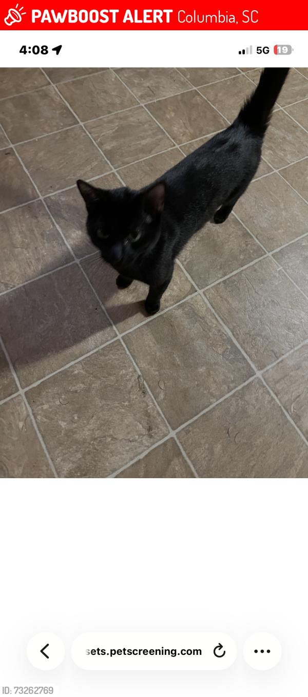 Lost Male Cat last seen Near atrium way, Columbia, SC 29223