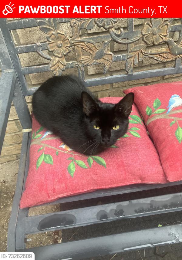 Lost Female Cat last seen Wild lake rd, Flint, TX by the woods., Smith County, TX 75762