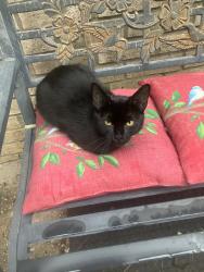 Lost Female Cat last seen Wild lake rd, Flint, TX by the woods., Smith County, TX 75762