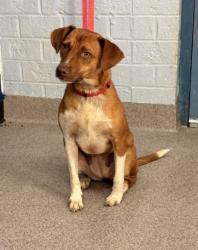 Shelter Stray Female Dog last seen N POST RD, 1601 Airport Rd, Shelby, NC 28150, USA