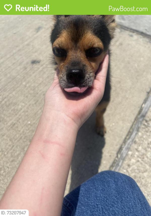 Reunited Male Dog last seen Noble St 77020, Houston, TX 77020