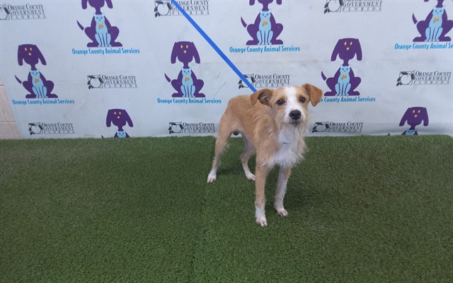 Shelter Stray Male Dog last seen , 2769 Conroy Rd, Orlando, FL 32839, USA