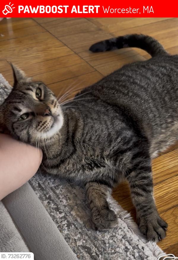Lost Male Cat last seen QCC Collage, Worcester, MA 01606