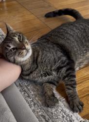 Lost Male Cat last seen QCC Collage, Worcester, MA 01606