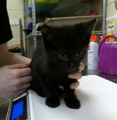 Shelter Stray Male Cat last seen , 232 Eslinger Way, Sanford, FL 32773, USA