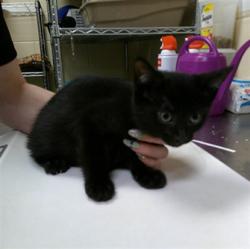 Shelter Stray Female Cat last seen , 232 Eslinger Way, Sanford, FL 32773, USA