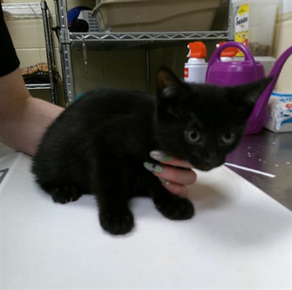 Shelter Stray Female Cat last seen , 232 Eslinger Way, Sanford, FL 32773, USA