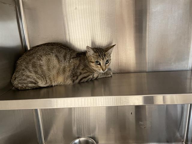 Shelter Stray Female Cat last seen , 11232 B Ave, Auburn, CA 95603, USA