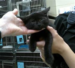 Shelter Stray Male Cat last seen , 232 Eslinger Way, Sanford, FL 32773, USA