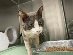 Shelter Stray Male Cat last seen TODD VALLEY RD, 11232 B Ave, Auburn, CA 95603, USA