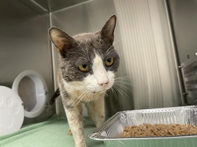 Shelter Stray Male Cat last seen TODD VALLEY RD, 11232 B Ave, Auburn, CA 95603, USA
