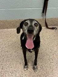 Shelter Stray Male Dog last seen NIGEL AND RUSSELL, 12155 Park Blvd, Brighton, CO 80601, USA