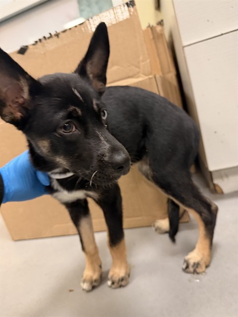 Shelter Stray Female Dog last seen Near BLOCK MCCORMICK RD, HEMET, CA, 581 S Grand Ave, San Jacinto, CA 92582, USA