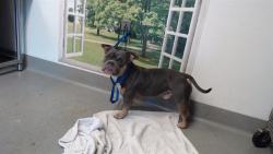 Shelter Stray Male Dog last seen MISSION@SENECA, 1419 Bryant St, San Francisco, CA 94103, USA