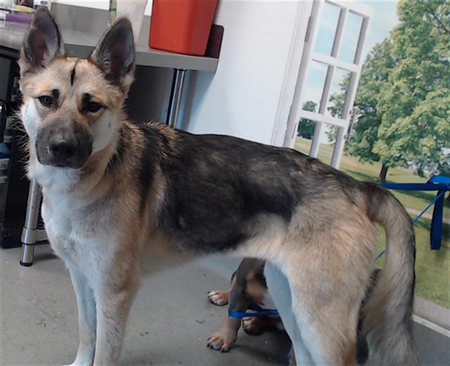 Shelter Stray Female Dog last seen MISSION@SENECA, 1419 Bryant St, San Francisco, CA 94103, USA