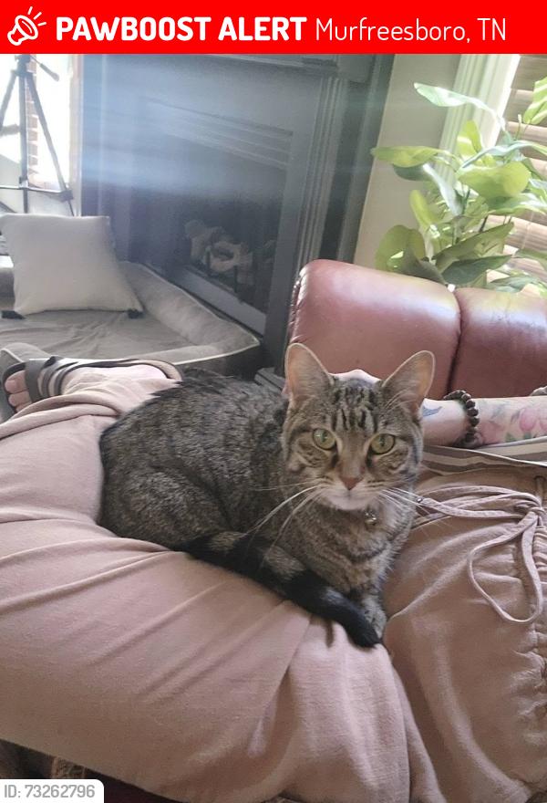 Lost Female Cat last seen Marathon Drive and Eclipse Drive, Murfreesboro, TN 37129