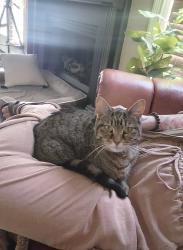 Lost Female Cat last seen Marathon Drive and Eclipse Drive, Murfreesboro, TN 37129