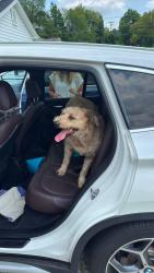 Lost Male Dog last seen Climbing Roots, Knoxville, TN 37920