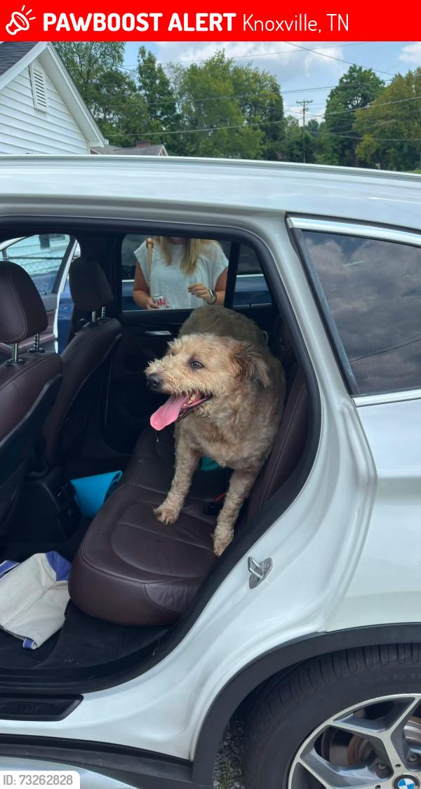 Lost Male Dog last seen Climbing Roots, Knoxville, TN 37920