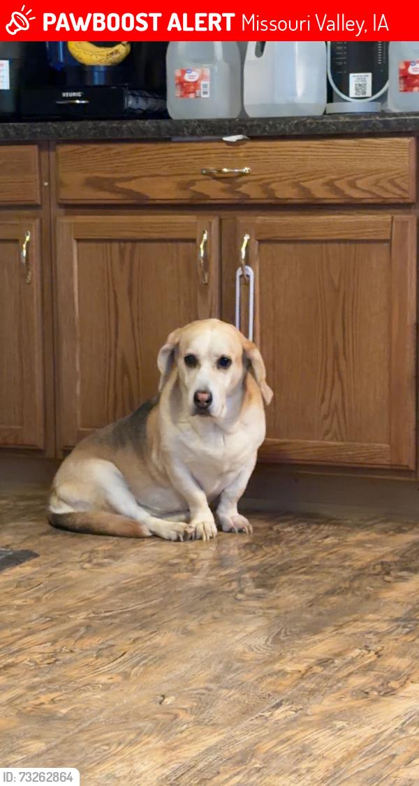 Lost Female Dog last seen Missouri valley, Missouri Valley, IA 51555