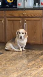 Lost Female Dog last seen Missouri valley, Missouri Valley, IA 51555