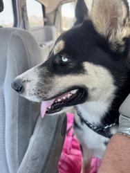 Found/Stray Male Dog last seen Arlington, Riverside, CA 92505