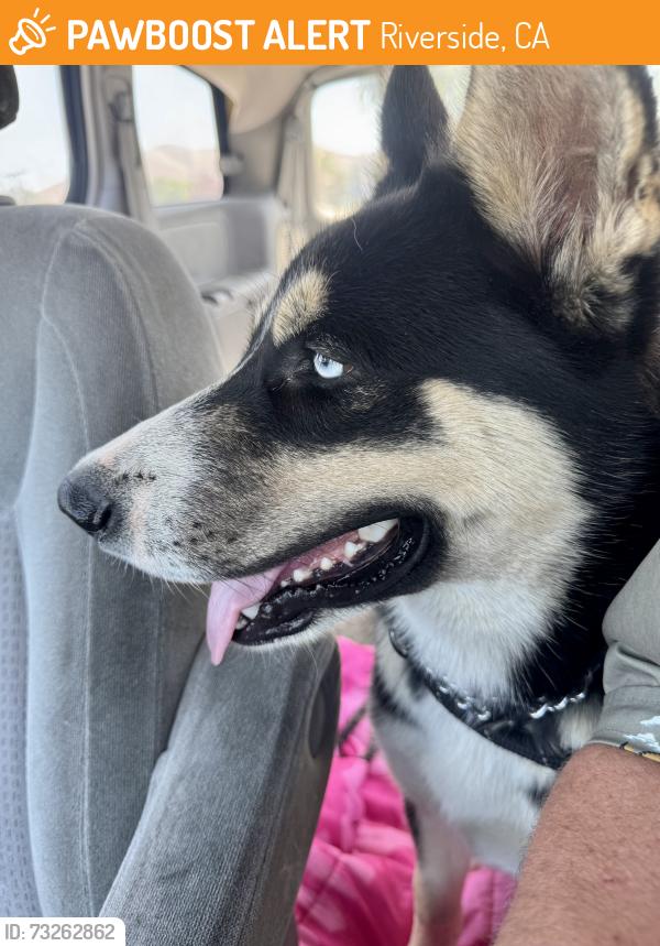 Found/Stray Male Dog last seen Arlington, Riverside, CA 92505