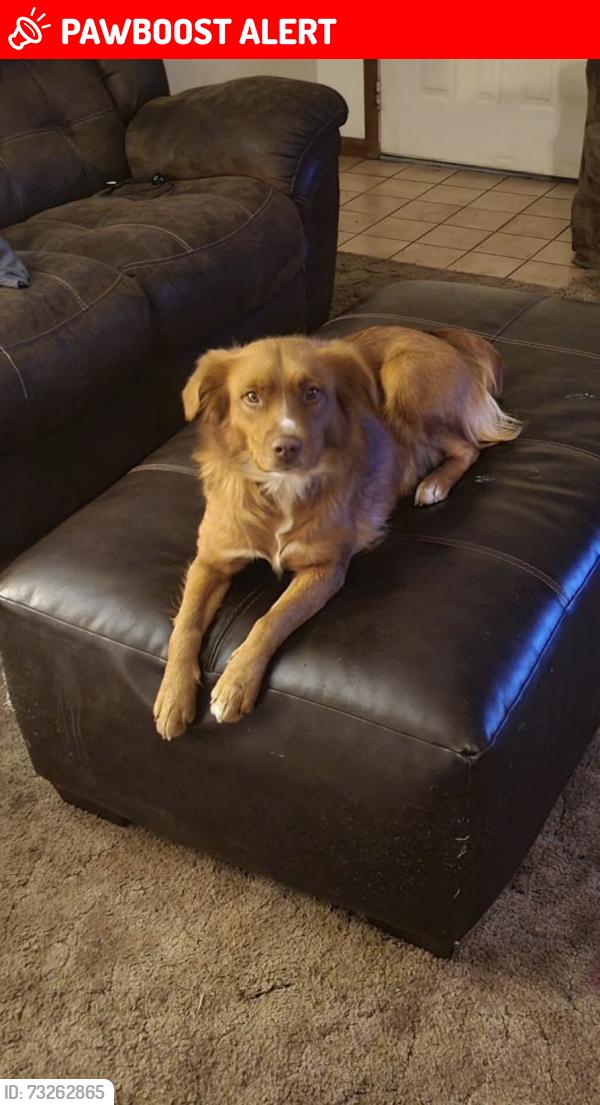 Lost Female Dog last seen Filling station, Prairie Township, MO 64863