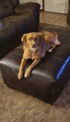 Lost Female Dog last seen Filling station, Prairie Township, MO 64863
