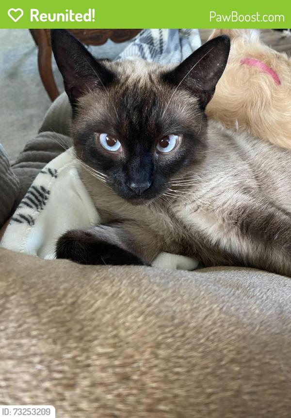 Reunited Male Cat last seen Brick School hse Rd, Hamlin, NY 14464