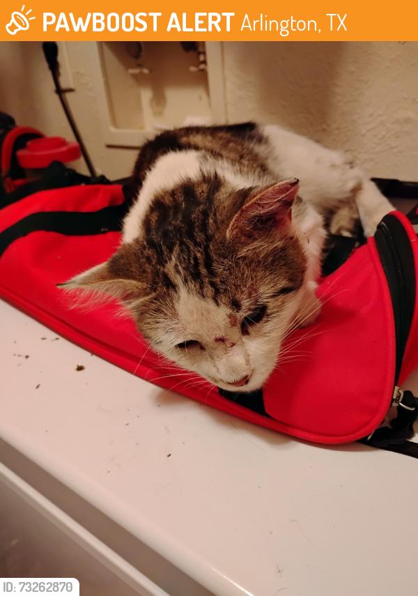 Found/Stray Unknown Cat last seen NE Green Oaks Blvd. and Cooper St., Arlington, TX 76006