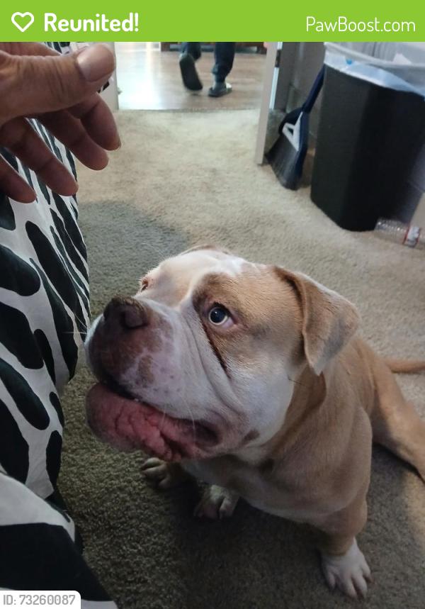 Reunited Male Dog last seen Fruitvale Avenue Oakland CA, Oakland, CA 94602