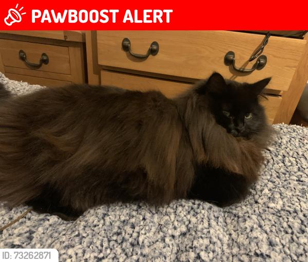 Lost Female Cat last seen Bridge hse, Lerryn., Lerryn, England PL22 0QD