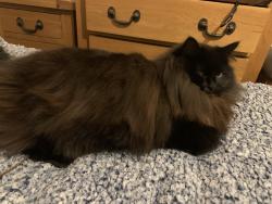 Lost Female Cat last seen Bridge hse, Lerryn., Lerryn, England PL22 0QD