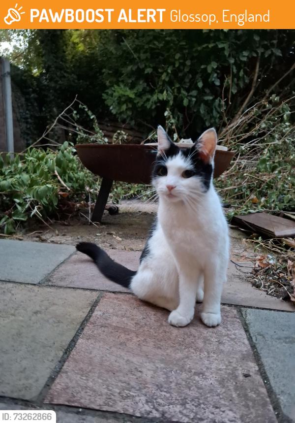 Found/Stray Unknown Cat last seen derby street, Glossop, England 