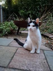 Found/Stray Unknown Cat last seen derby street, Glossop, England 