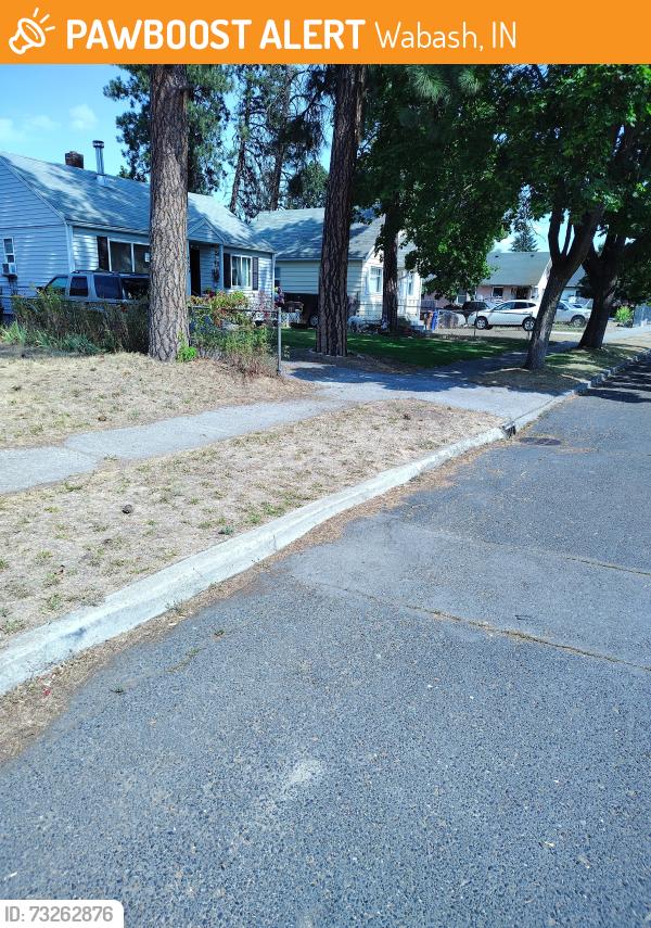 Found/Stray Male Dog last seen Wabash and Nevada, Spokane WA, Spokane, WA 99207