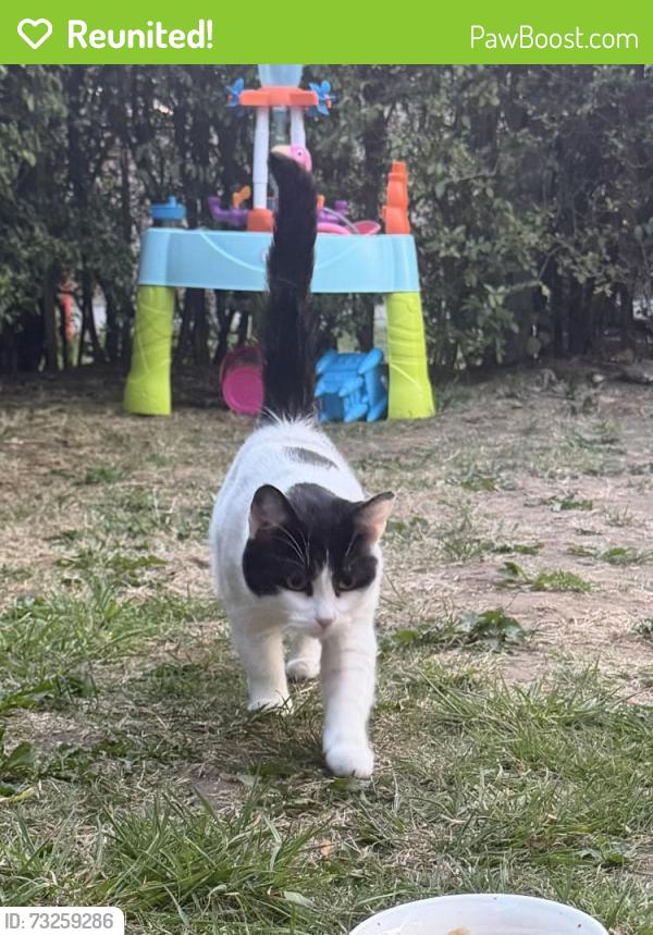Reunited Female Cat last seen Kingsdown road, Wythenshawe, England 