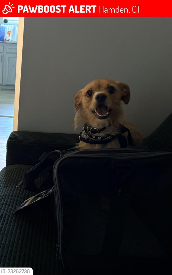 Lost Male Dog last seen John L. Carusone Park, Hamden, CT 06514